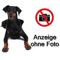 Dobermann abgeben