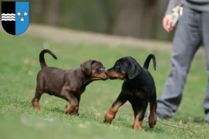 Mehr über den Artikel erfahren Dobermann Züchter und Welpen in Aargau