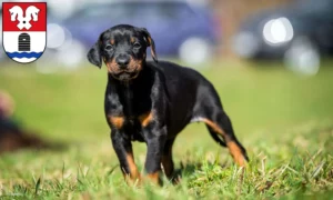 Mehr über den Artikel erfahren Dobermann Züchter und Welpen in Bad Fallingbostel