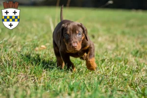 Mehr über den Artikel erfahren Dobermann Züchter und Welpen in Bad Kreuznach