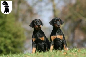 Mehr über den Artikel erfahren Dobermann Züchter und Welpen in Basel