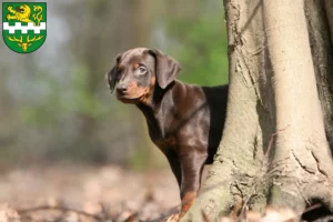 Mehr über den Artikel erfahren Dobermann Züchter und Welpen in Bergisch Gladbach