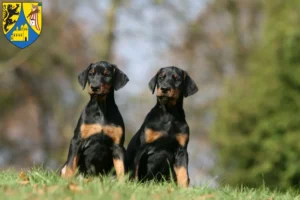 Mehr über den Artikel erfahren Dobermann Züchter und Welpen in Borna