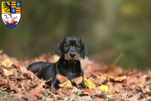 Mehr über den Artikel erfahren Dobermann Züchter und Welpen in Brake (Unterweser)