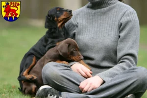 Mehr über den Artikel erfahren Dobermann Züchter und Welpen in Calw