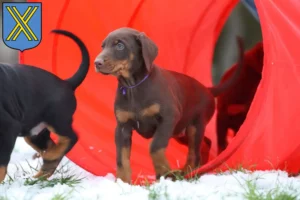 Mehr über den Artikel erfahren Dobermann Züchter und Welpen in Castrop-Rauxel