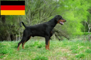 Mehr über den Artikel erfahren Dobermann Züchter und Welpen in Deutschland