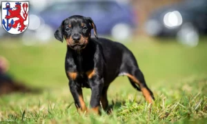 Mehr über den Artikel erfahren Dobermann Züchter und Welpen in Düsseldorf