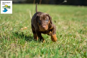 Mehr über den Artikel erfahren Dobermann Züchter und Welpen in der Eifel