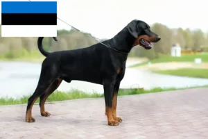 Mehr über den Artikel erfahren Dobermann Züchter und Welpen in Estland