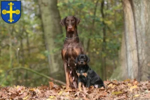 Mehr über den Artikel erfahren Dobermann Züchter und Welpen in Eutin