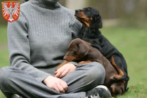 Mehr über den Artikel erfahren Dobermann Züchter und Welpen in Frankfurt am Main