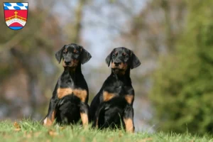 Mehr über den Artikel erfahren Dobermann Züchter und Welpen in Fürstenfeldbruck