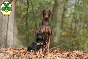 Mehr über den Artikel erfahren Dobermann Züchter und Welpen in Fürth