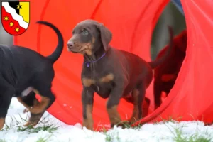 Mehr über den Artikel erfahren Dobermann Züchter und Welpen in Glarus