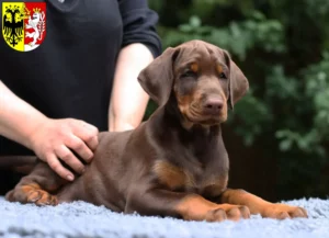 Mehr über den Artikel erfahren Dobermann Züchter und Welpen in Görlitz