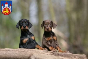 Mehr über den Artikel erfahren Dobermann Züchter und Welpen in Göttingen