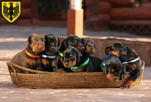 Mehr über den Artikel erfahren Dobermann Züchter und Welpen in Goslar