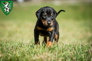 Mehr über den Artikel erfahren Dobermann Züchter und Welpen in Graz