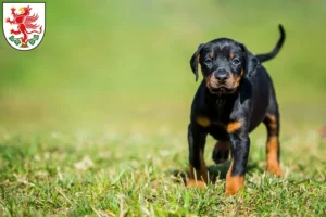 Mehr über den Artikel erfahren Dobermann Züchter und Welpen in Greifswald