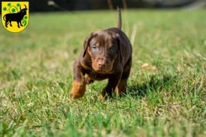 Mehr über den Artikel erfahren Dobermann Züchter und Welpen in Güstrow