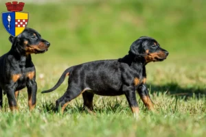 Mehr über den Artikel erfahren Dobermann Züchter und Welpen in Gummersbach