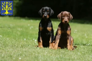 Mehr über den Artikel erfahren Dobermann Züchter und Welpen in Hagen