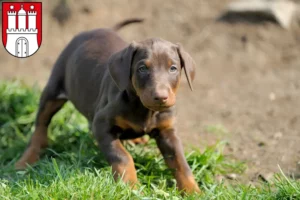 Mehr über den Artikel erfahren Dobermann Züchter und Welpen in Harburg