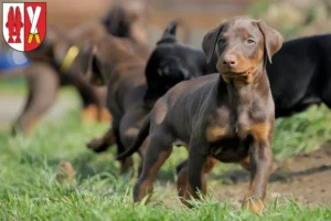 Mehr über den Artikel erfahren Dobermann Züchter und Welpen im Harz