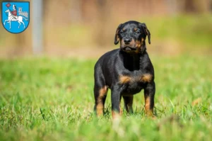 Mehr über den Artikel erfahren Dobermann Züchter und Welpen in Heilbad Heiligenstadt