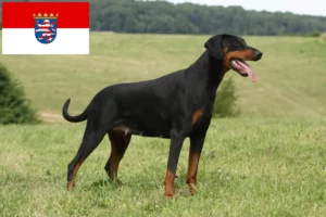 Mehr über den Artikel erfahren Dobermann Züchter und Welpen in Hessen