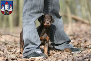 Mehr über den Artikel erfahren Dobermann Züchter und Welpen in Jever