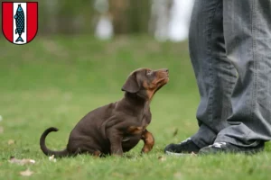 Mehr über den Artikel erfahren Dobermann Züchter und Welpen in Kaiserslautern