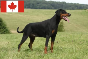 Mehr über den Artikel erfahren Dobermann Züchter und Welpen in Kanada