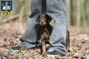 Mehr über den Artikel erfahren Dobermann Züchter und Welpen in Korbach