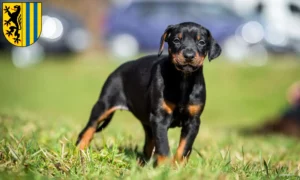 Mehr über den Artikel erfahren Dobermann Züchter und Welpen in Leipzig