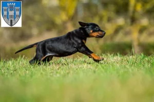 Mehr über den Artikel erfahren Dobermann Züchter und Welpen in Limburg an der Lahn