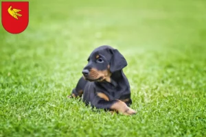 Mehr über den Artikel erfahren Dobermann Züchter und Welpen in Lörrach