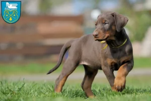 Mehr über den Artikel erfahren Dobermann Züchter und Welpen in Luckenwalde