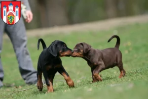 Mehr über den Artikel erfahren Dobermann Züchter und Welpen in Lüneburg