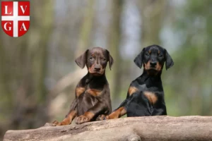 Mehr über den Artikel erfahren Dobermann Züchter und Welpen in Lugano