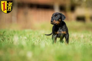 Mehr über den Artikel erfahren Dobermann Züchter und Welpen in Mannheim