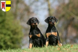 Mehr über den Artikel erfahren Dobermann Züchter und Welpen in Moers