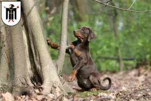 Mehr über den Artikel erfahren Dobermann Züchter und Welpen in München