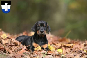 Mehr über den Artikel erfahren Dobermann Züchter und Welpen in Neu-Ulm