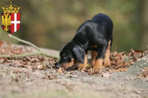 Mehr über den Artikel erfahren Dobermann Züchter und Welpen in Neuss