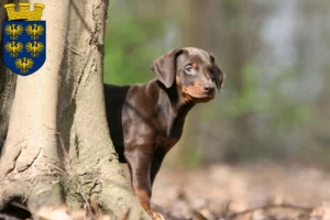 Mehr über den Artikel erfahren Dobermann Züchter und Welpen in Niederösterreich