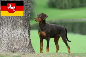 Mehr über den Artikel erfahren Dobermann Züchter und Welpen in Niedersachsen