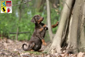 Mehr über den Artikel erfahren Dobermann Züchter und Welpen in Nienburg/Weser