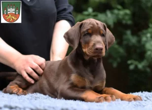 Mehr über den Artikel erfahren Dobermann Züchter und Welpen in Northeim